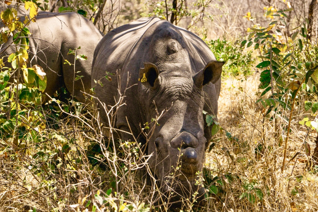 Rhinos watching Lion Buffalo confrontation